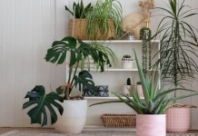 Guía de VERANO: como cuidar tus PLANTAS de INTERIOR